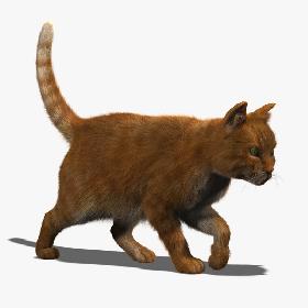 Cat (Orange Tabby) (FUR) (ANIMATED)